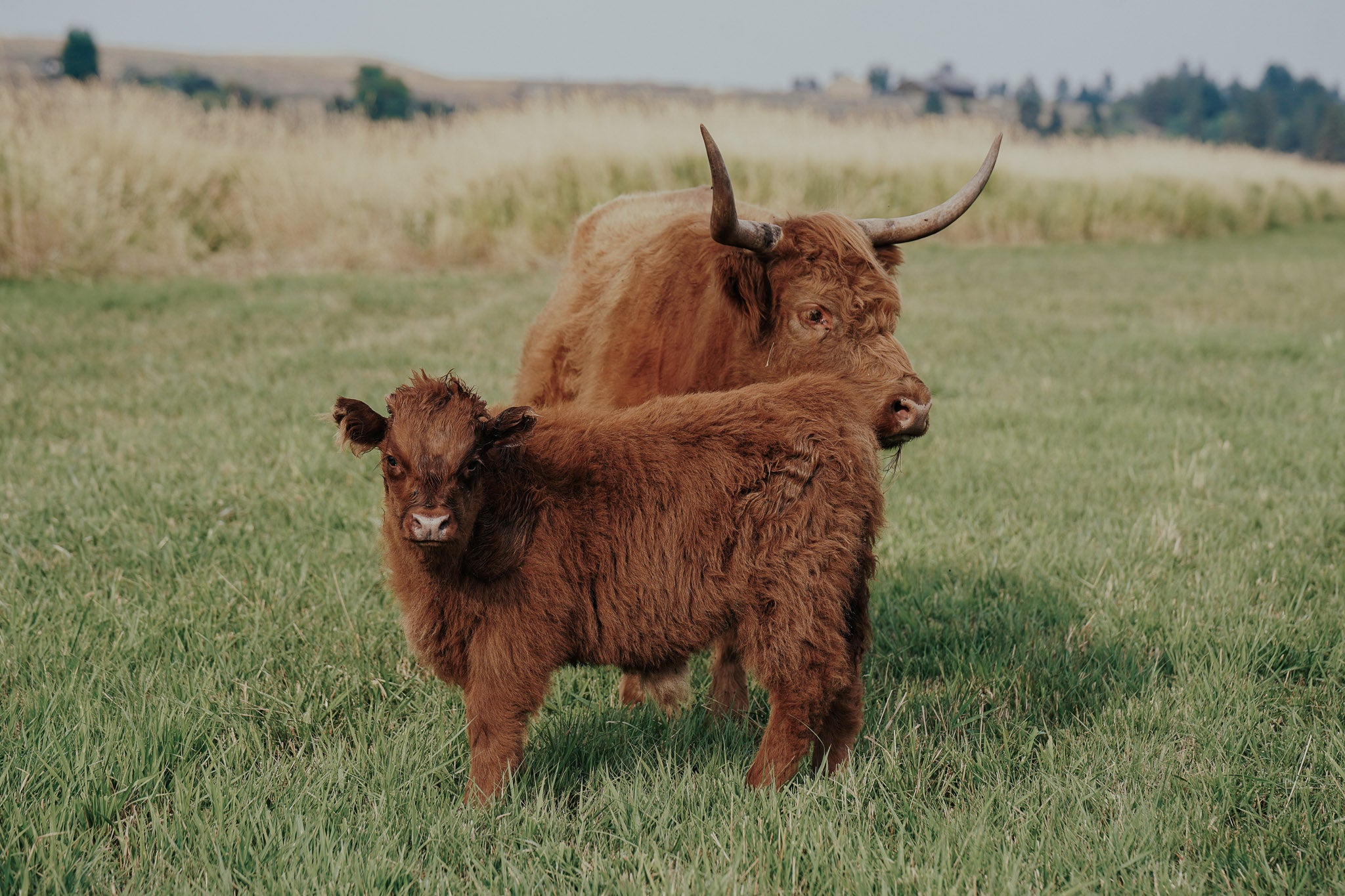 2528 | Unregistered Bull