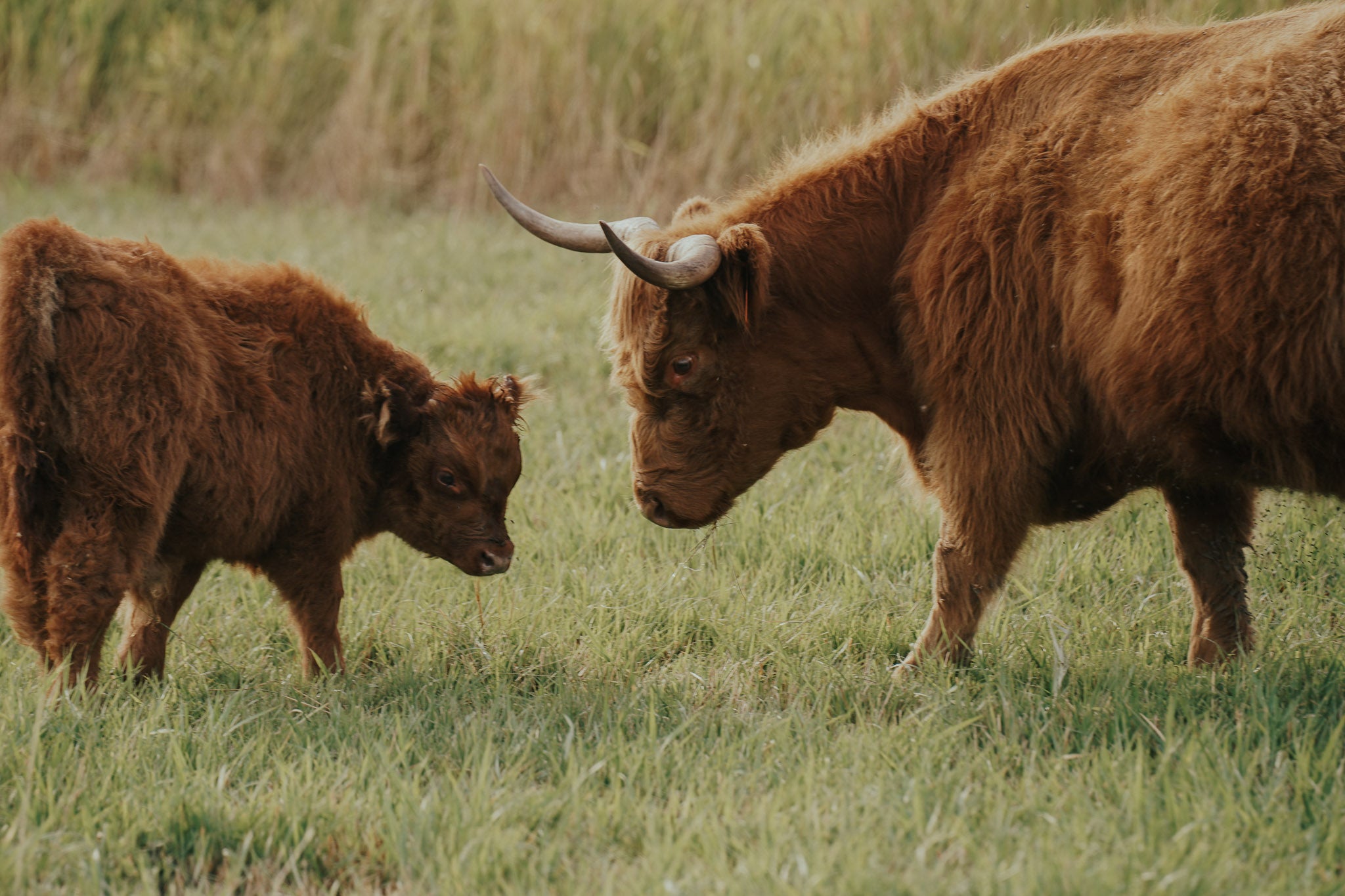 2528 | Unregistered Bull