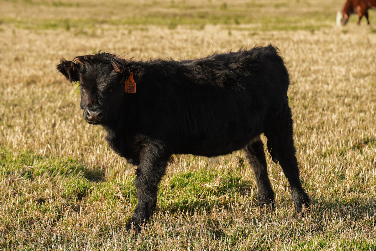 2601 | Unregistered Heifer