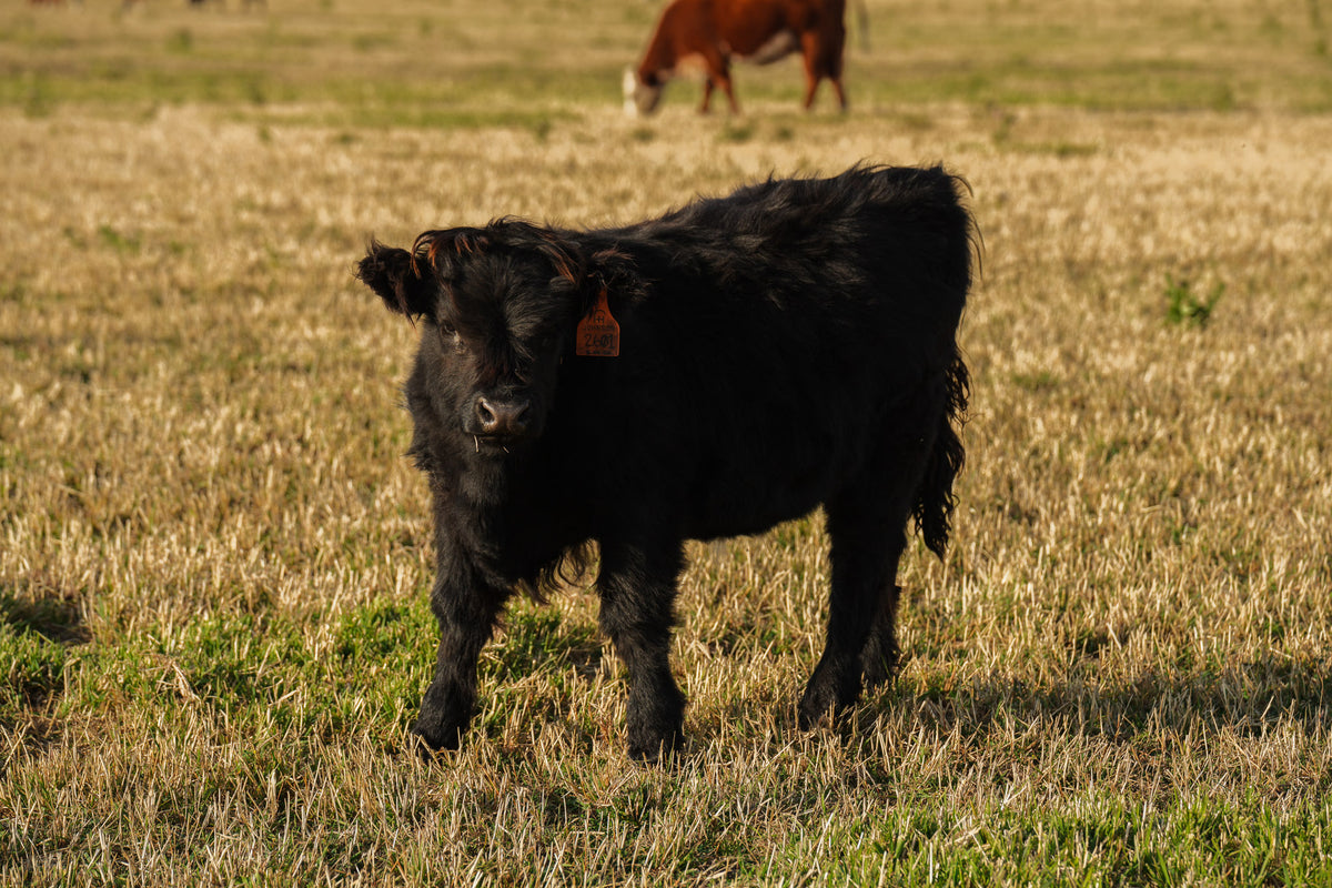 2601 | Unregistered Heifer