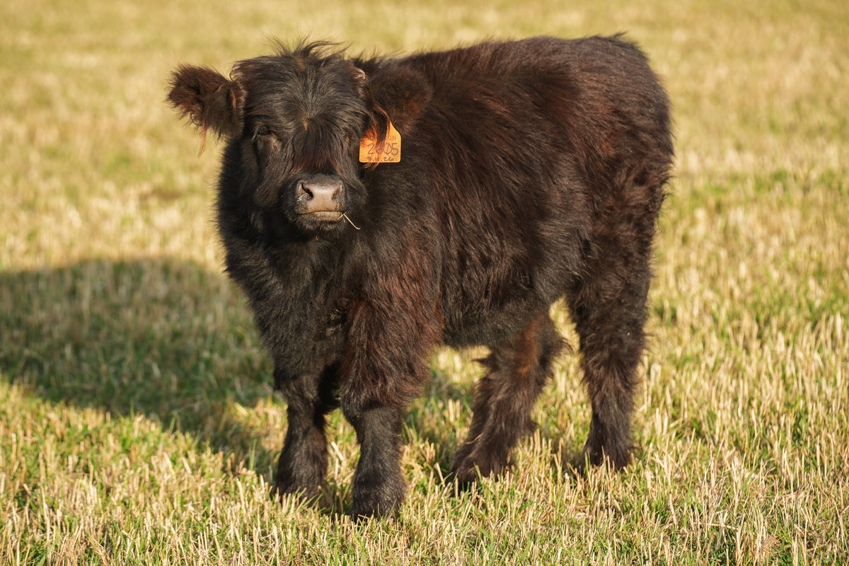 2605 | Unregistered Heifer or Pair