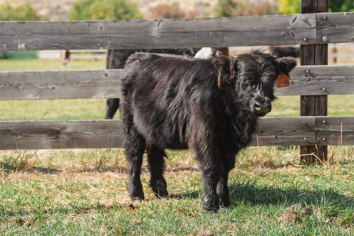 2605 | Unregistered Heifer or Pair