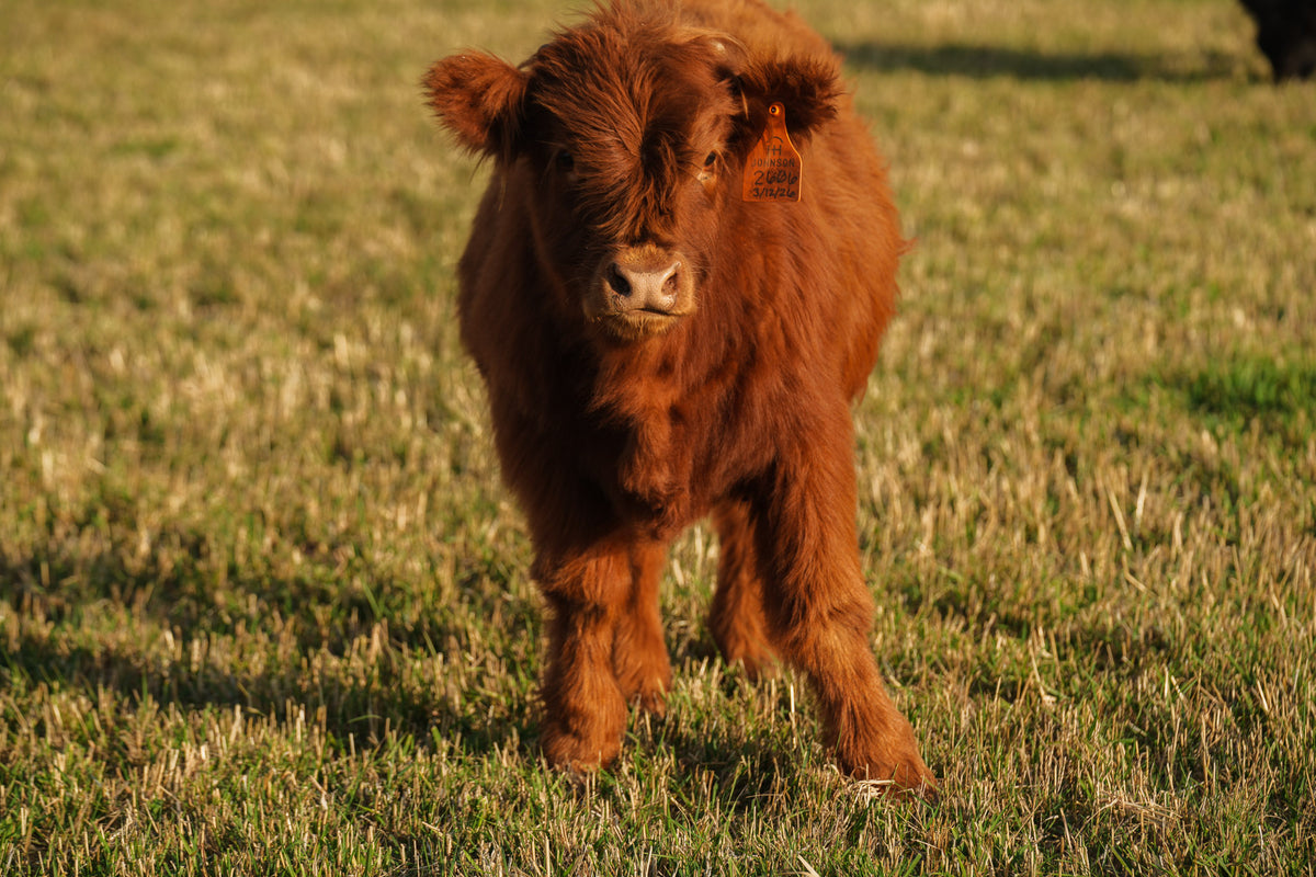 2606 | Unregistered Heifer or Pair