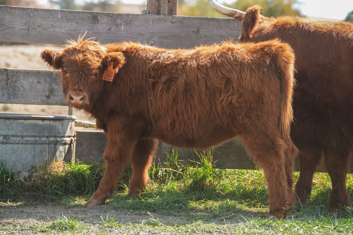 2606 | Unregistered Heifer or Pair