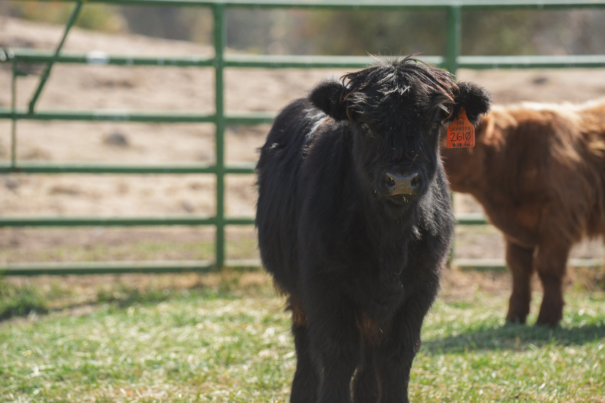 2610 | Unregistered Heifer or Pair