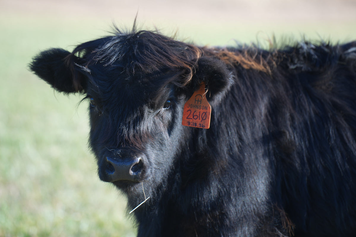 2610 | Unregistered Heifer or Pair