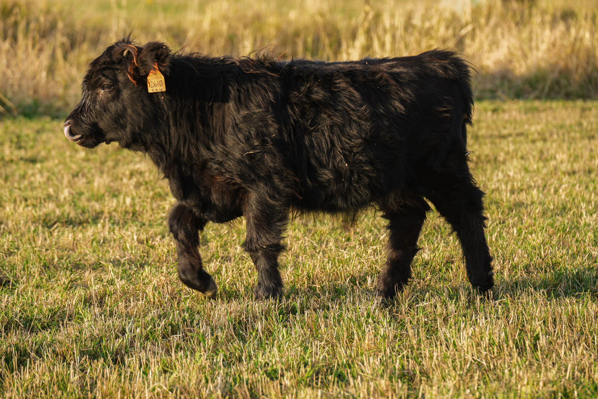 2610 | Unregistered Heifer or Pair