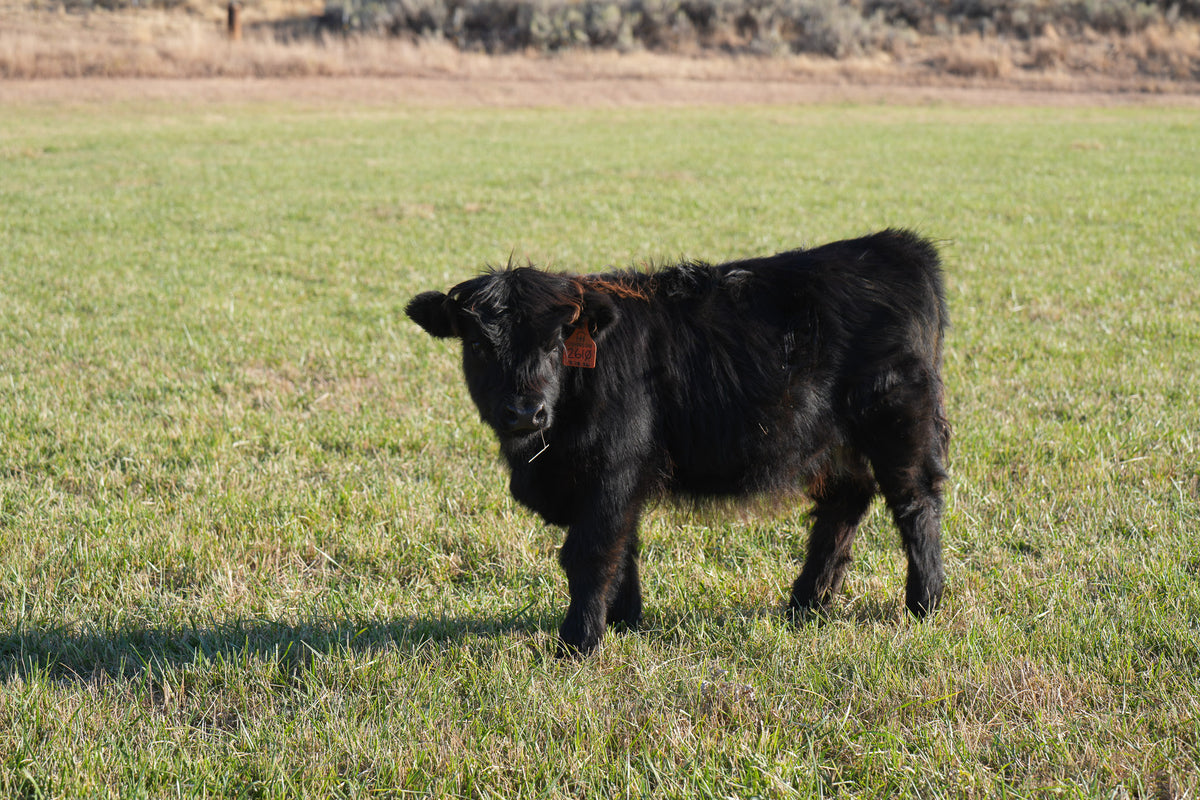 2610 | Unregistered Heifer or Pair