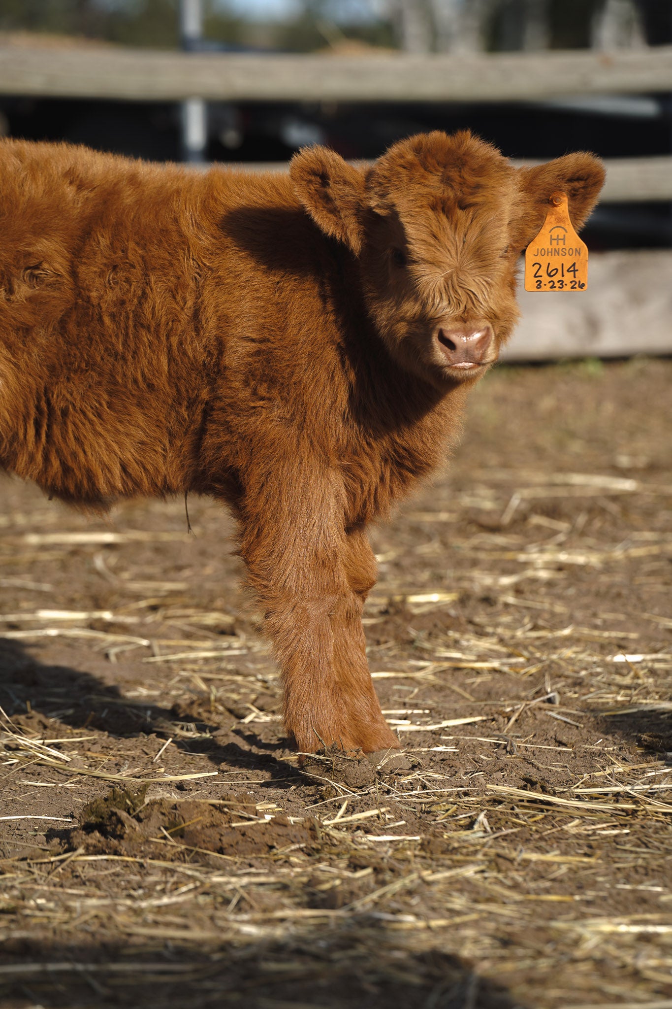 2614 | Unregistered Heifer