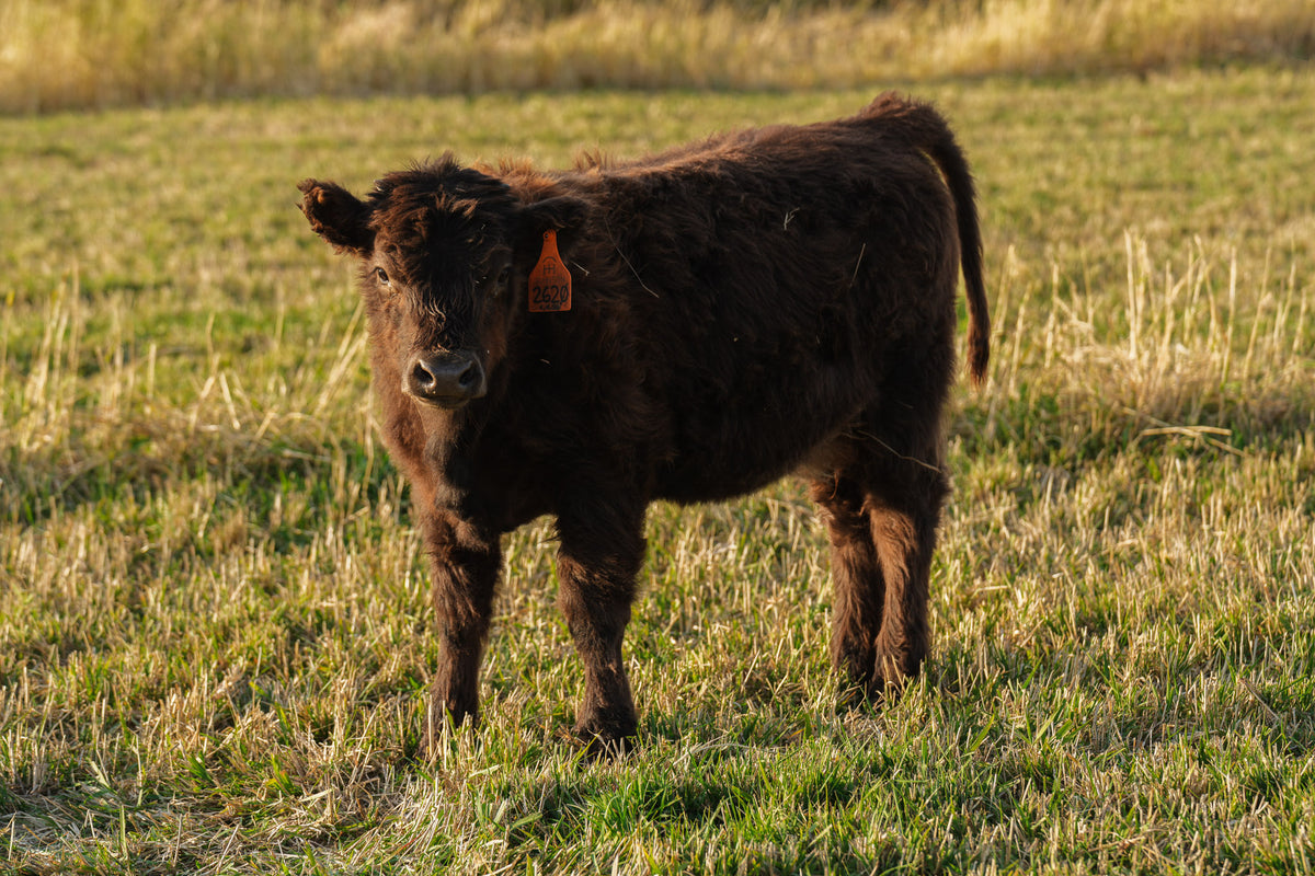 2620 | Unregistered Heifer or Pair