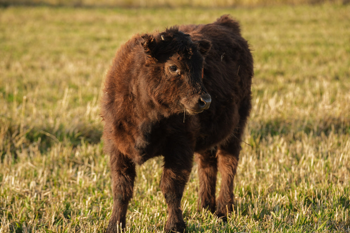 2620 | Unregistered Heifer or Pair