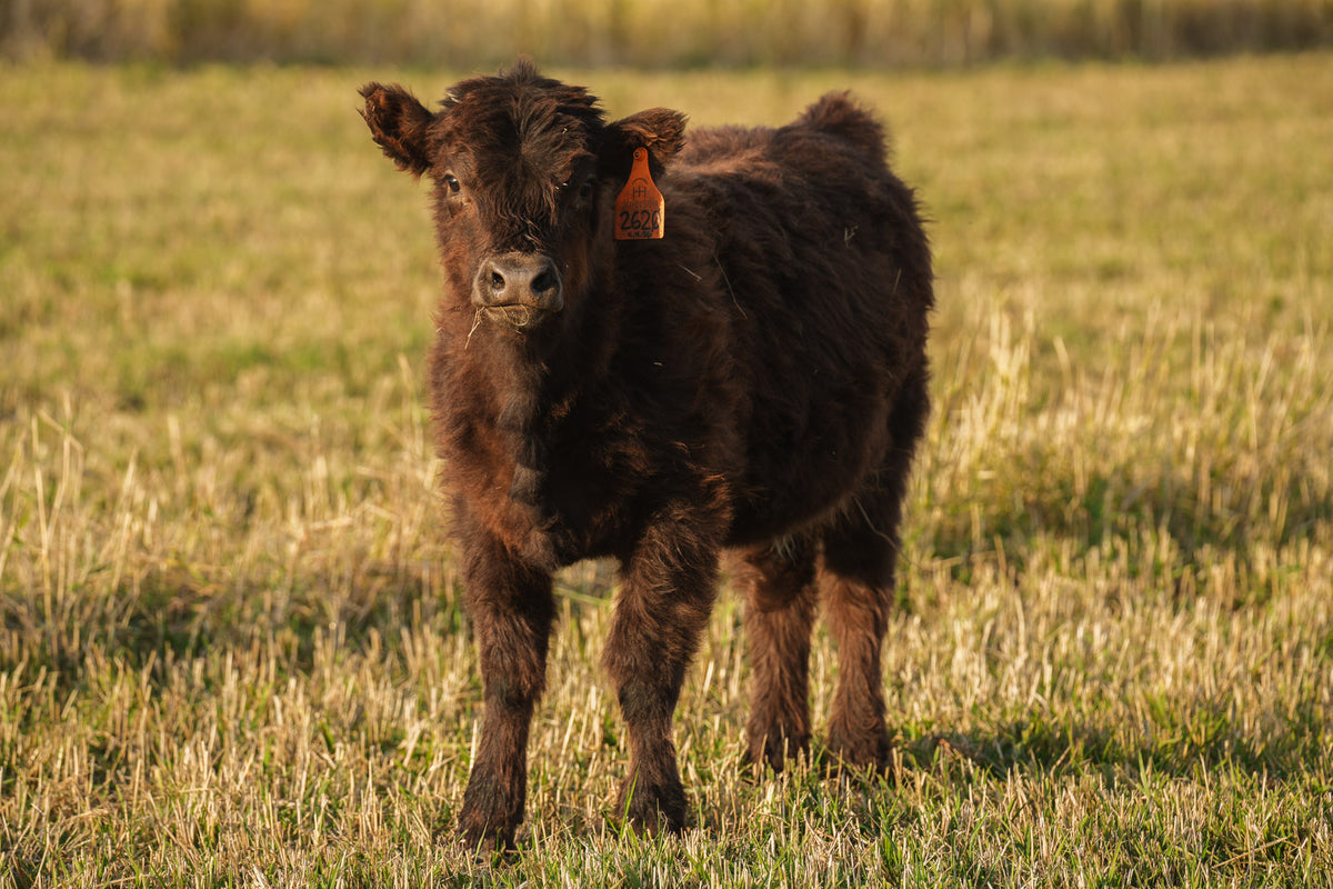 2620 | Unregistered Heifer or Pair
