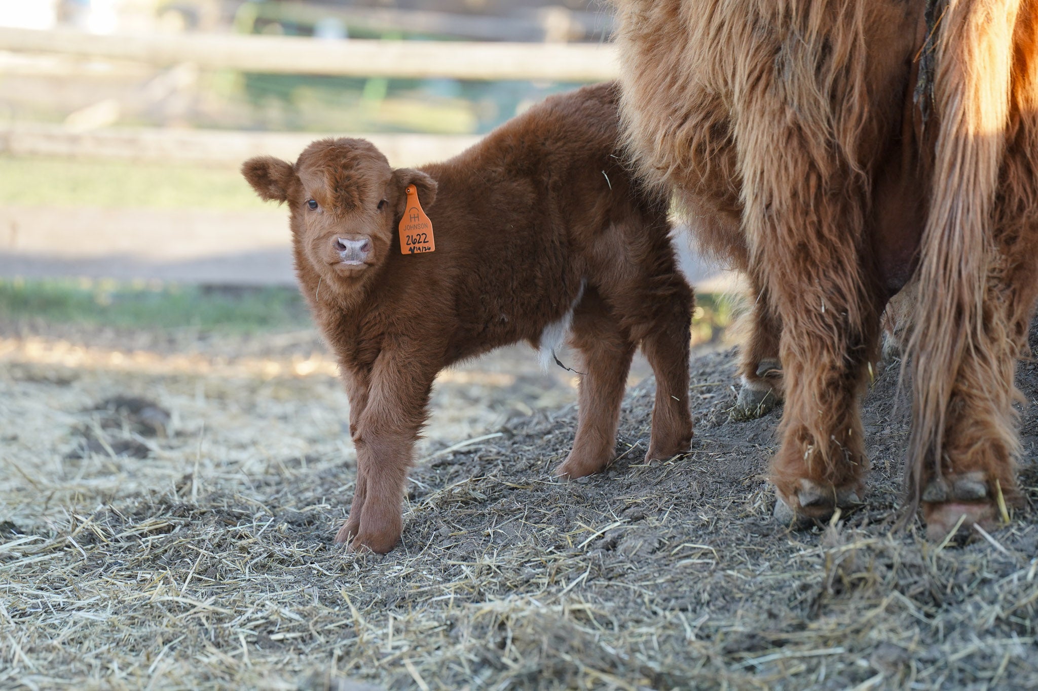 2622 | Unregistered Heifer