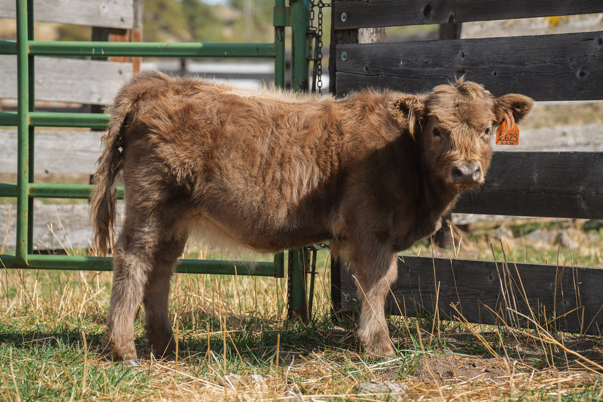 2623 | Unregistered Heifer or Pair