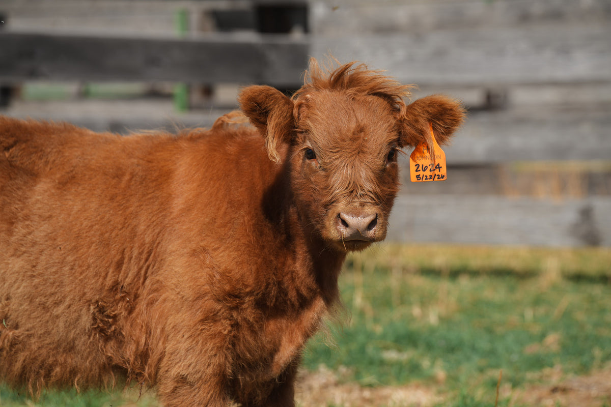 2624 | Unregistered Heifer or Pair