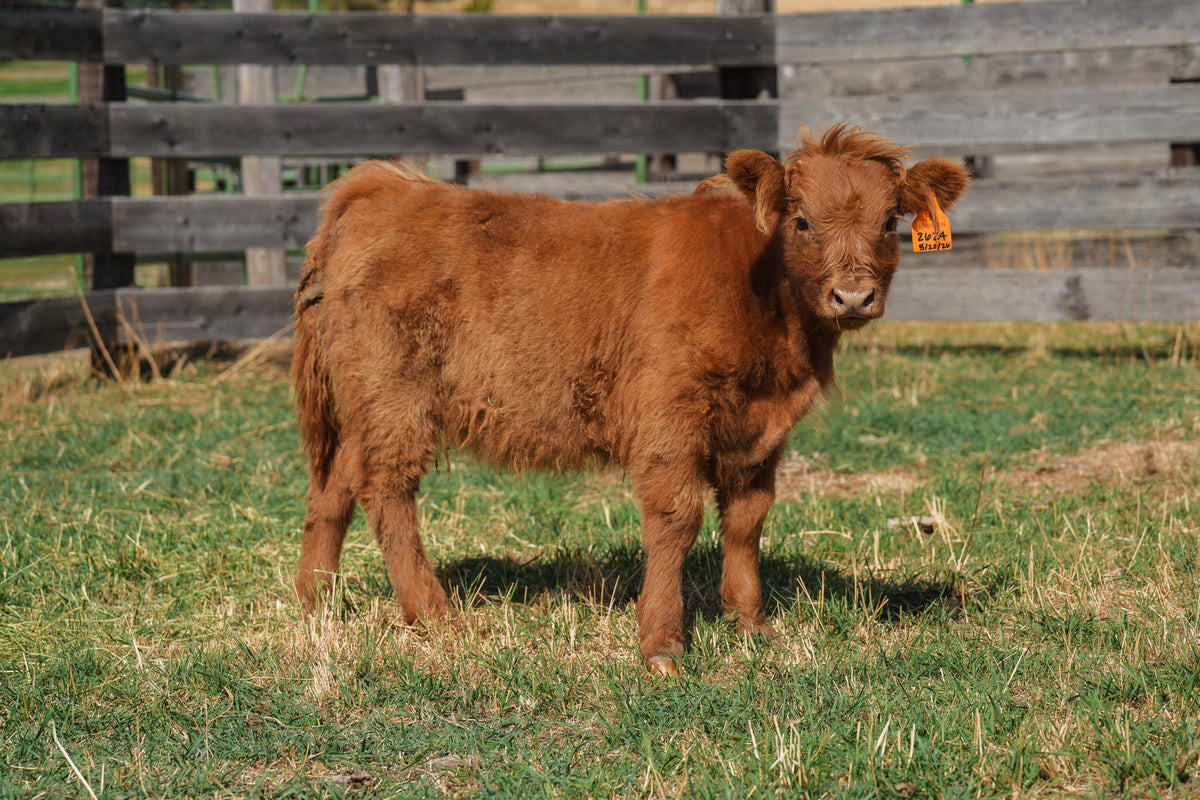 2624 | Unregistered Heifer or Pair