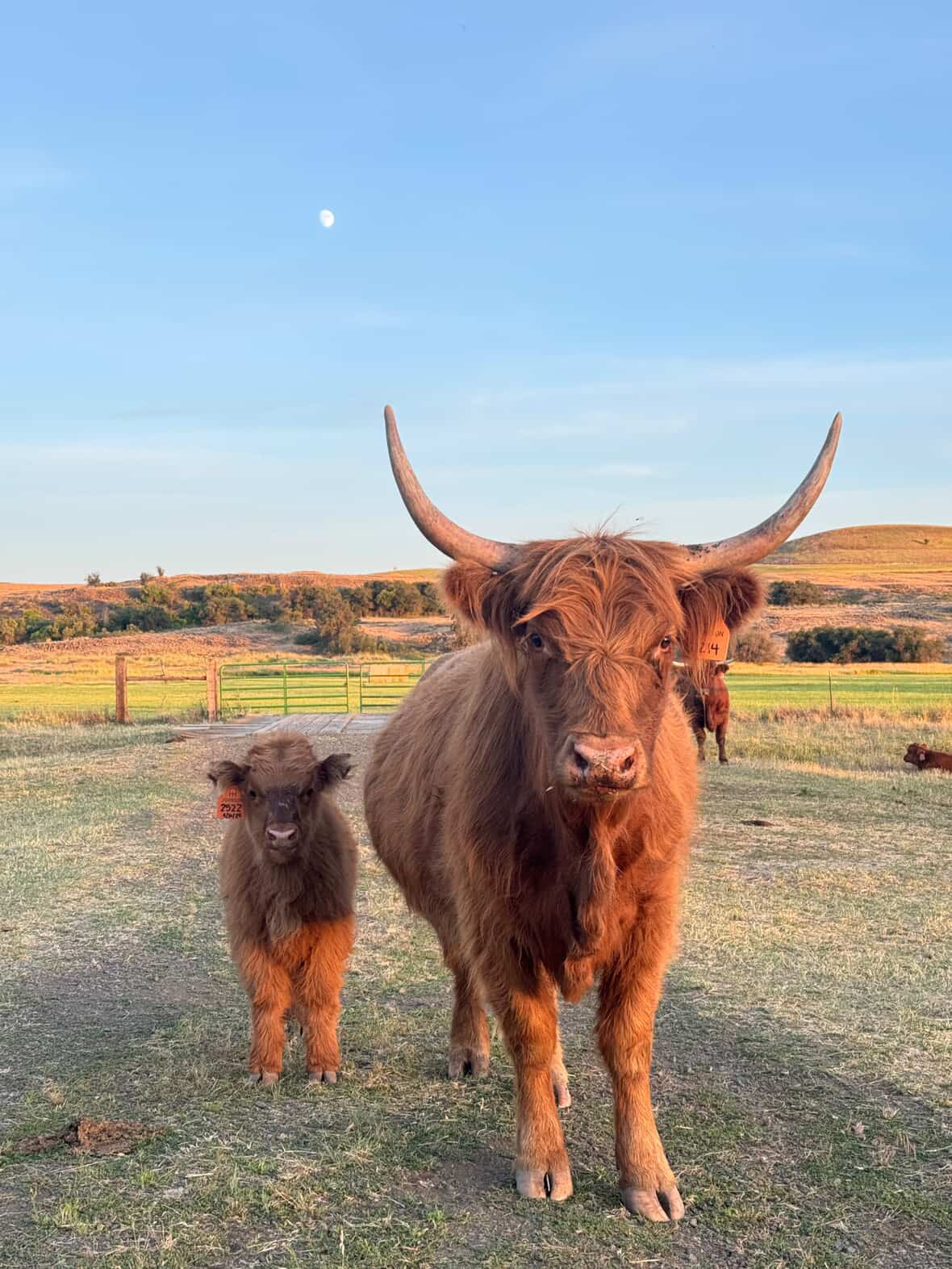 Unregistered Highland Pair - Miranda Nenkov