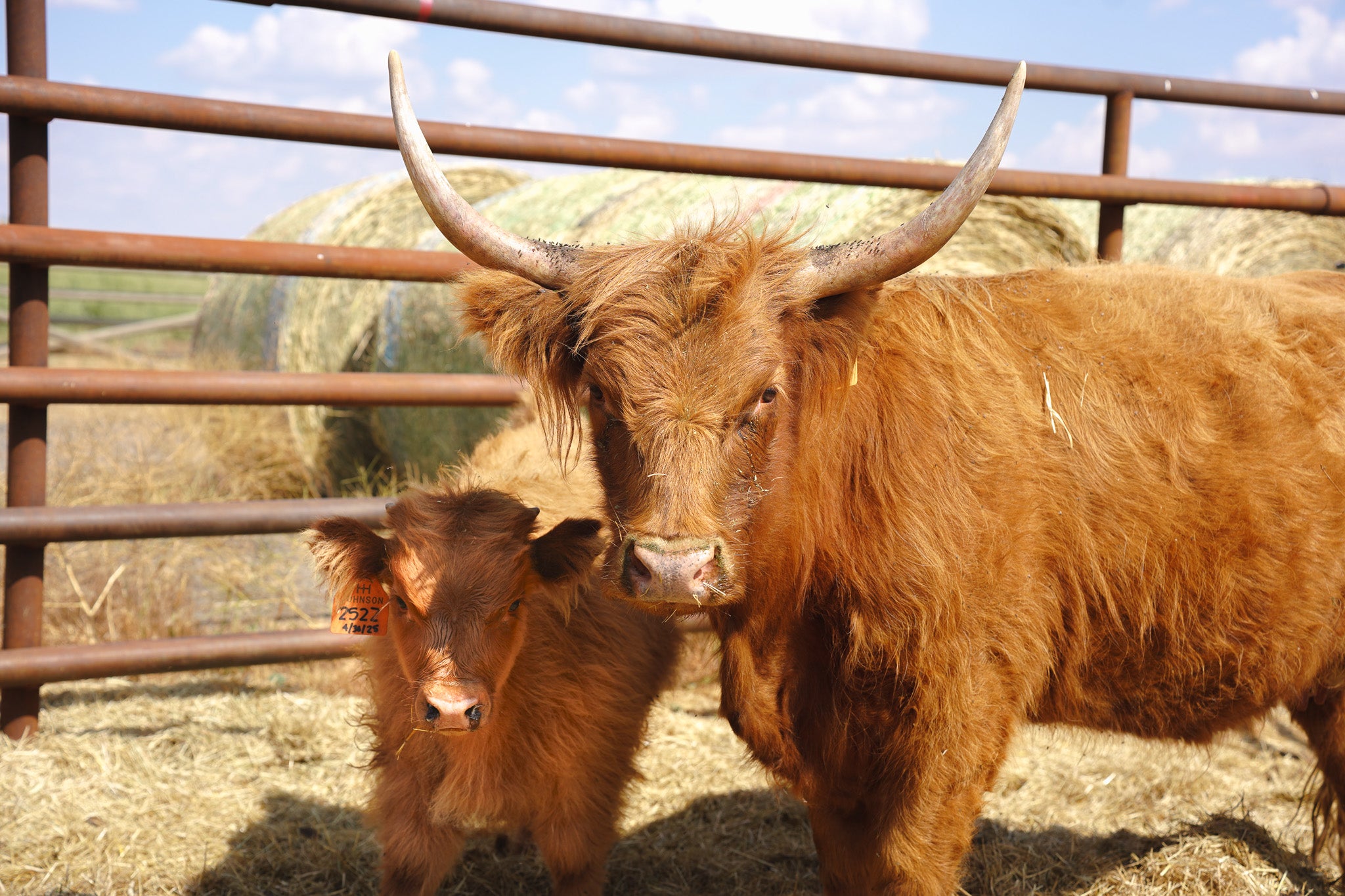 Unregistered Highland Pair - Miranda Nenkov