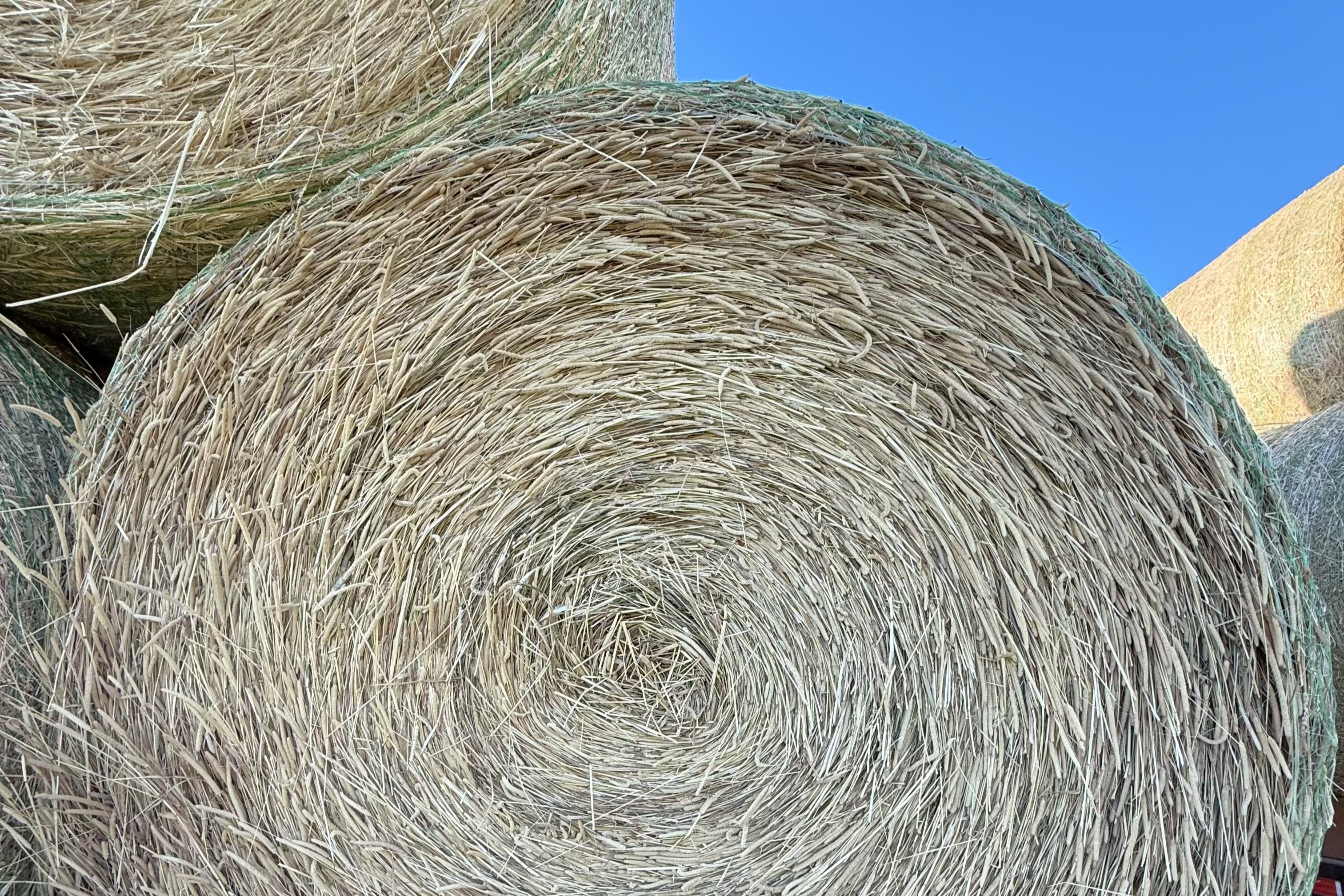 Timothy / Canary Grass