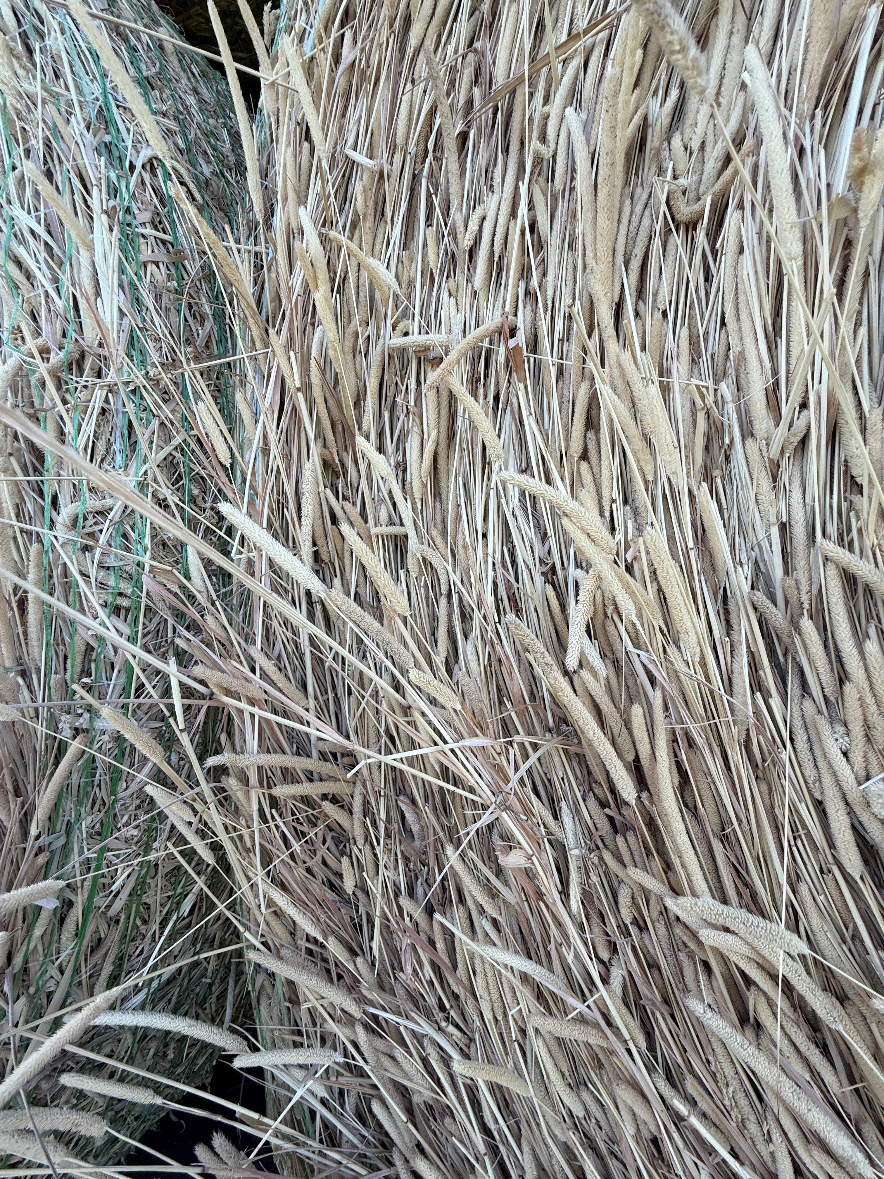 Timothy / Canary Grass