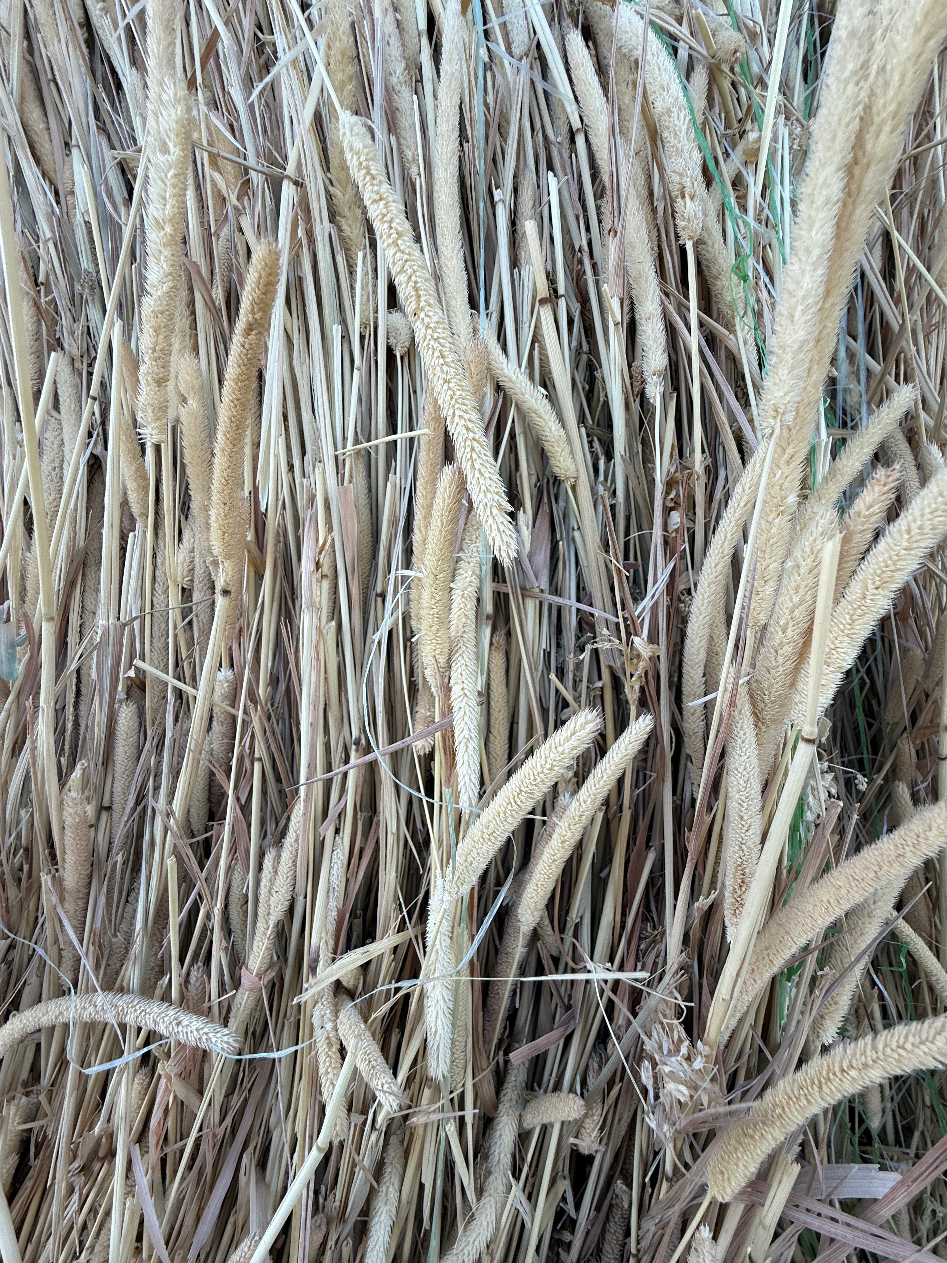 Timothy / Canary Grass