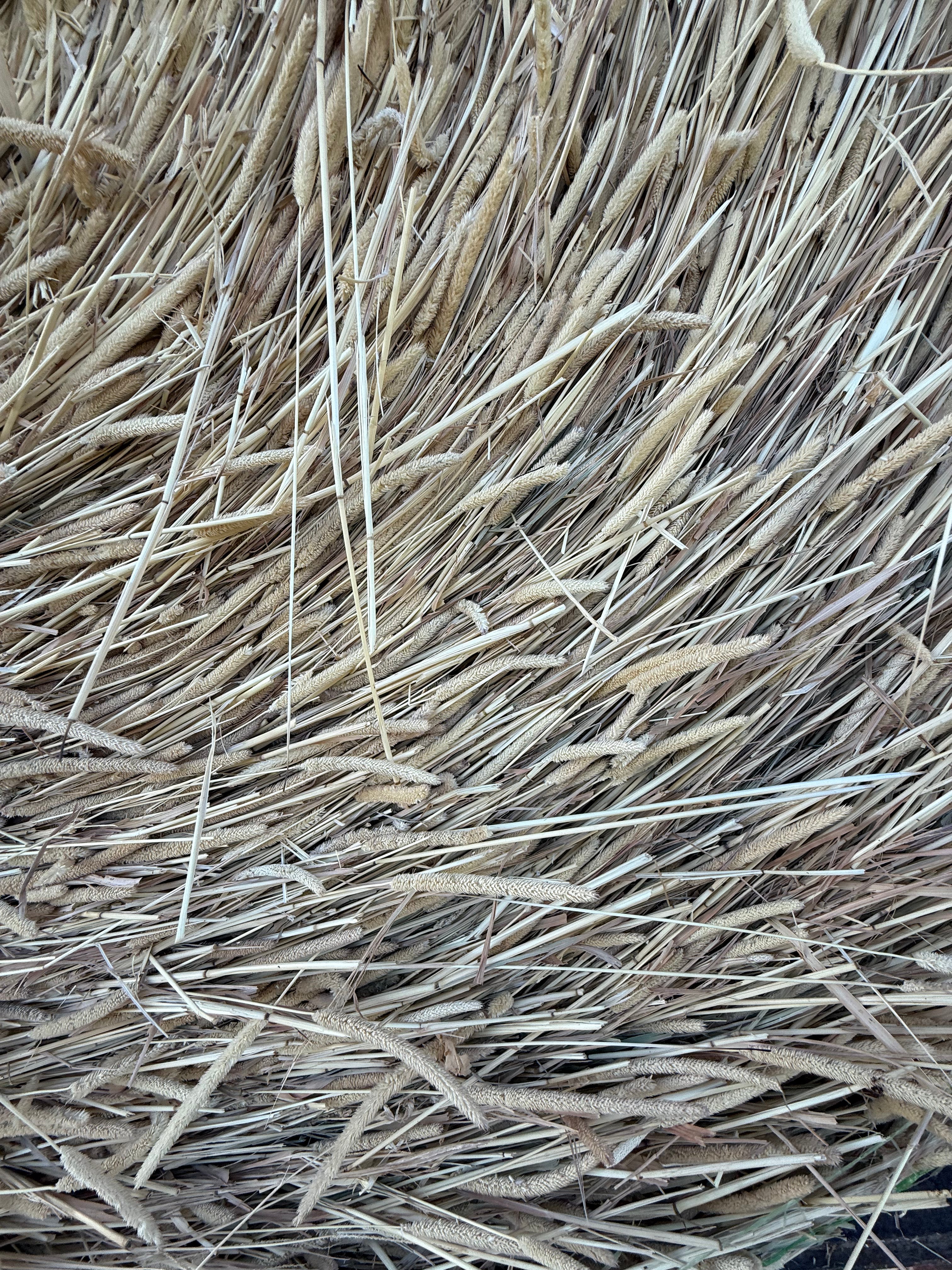 Timothy / Canary Grass