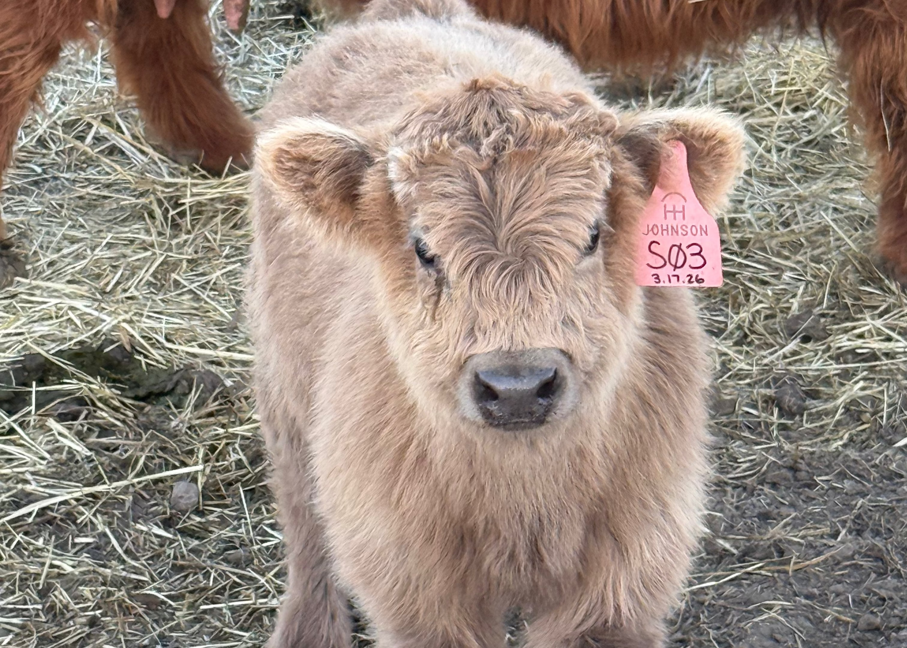 S03 | Registered Heifer Deposit