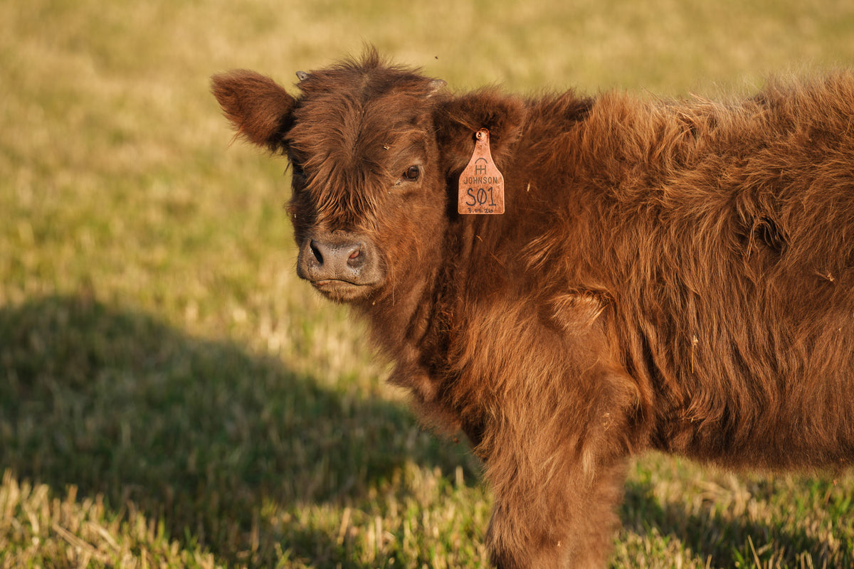 S01 | Registered Heifer Deposit