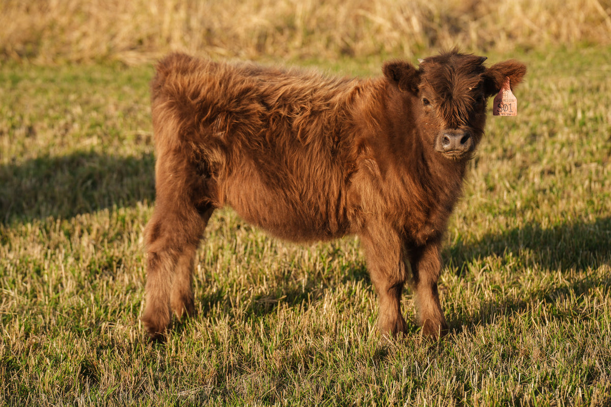S01 | Registered Heifer Deposit
