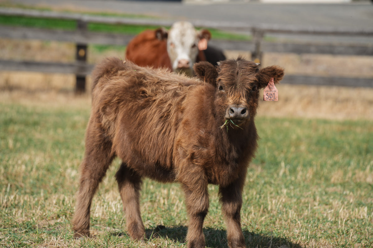 S01 | Registered Heifer Deposit