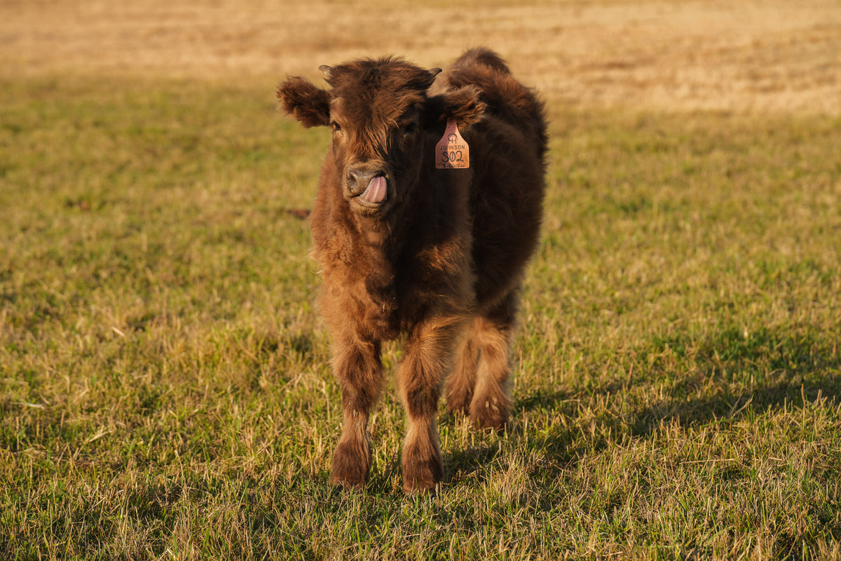 S02 | Registered Heifer Deposit
