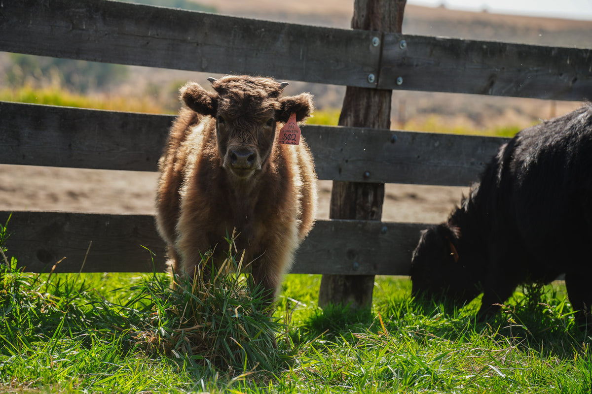 S02 | Registered Heifer Deposit