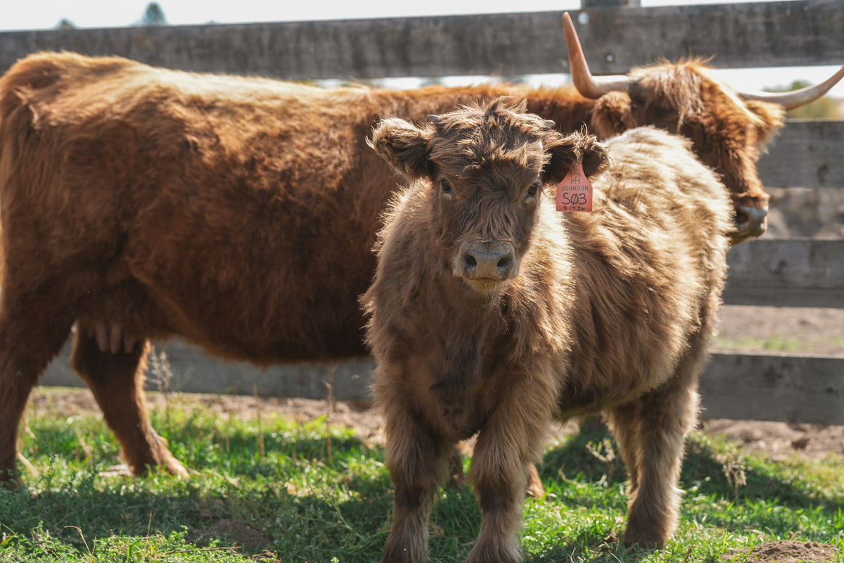 S03 | Registered Heifer Deposit