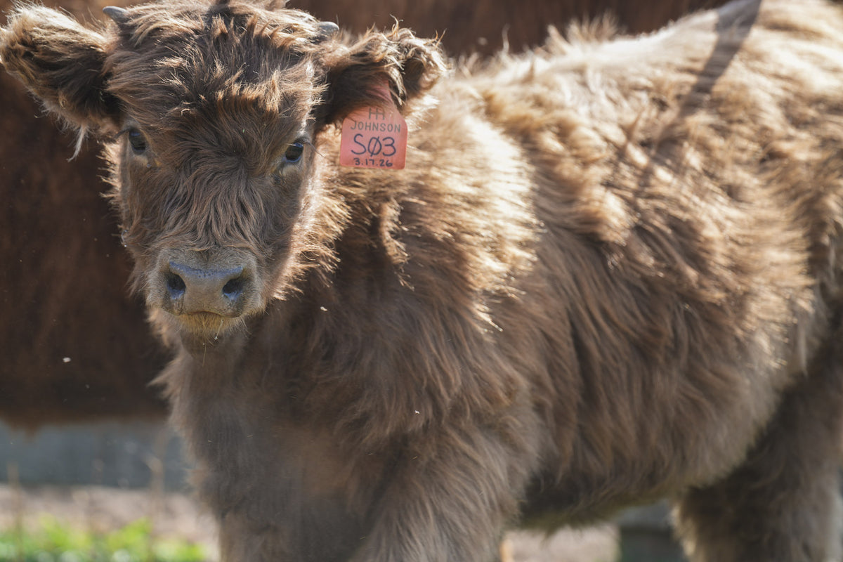 S03 | Registered Heifer Deposit