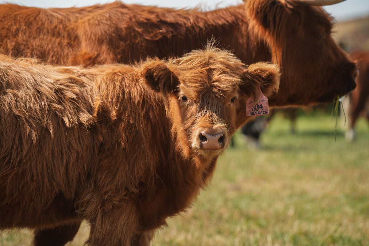 S04 | Registered Heifer Deposit