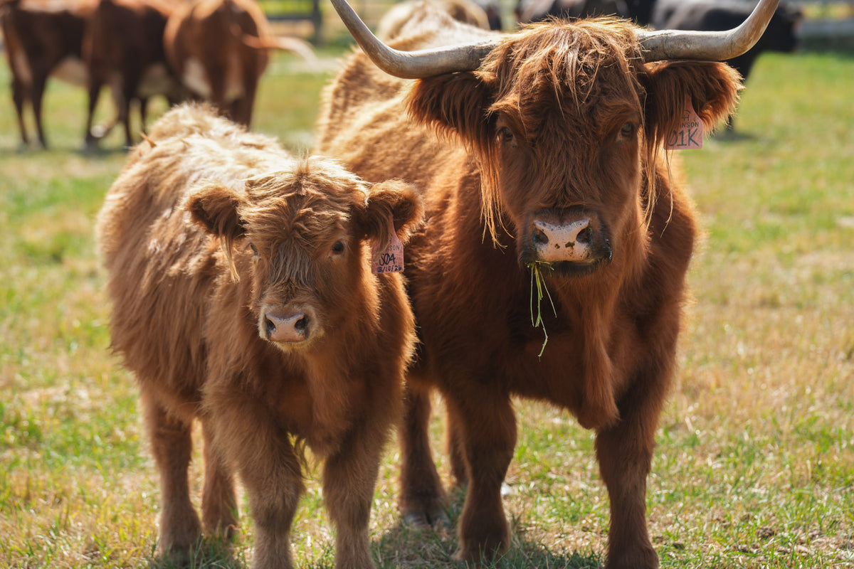 S04 | Registered Heifer Deposit