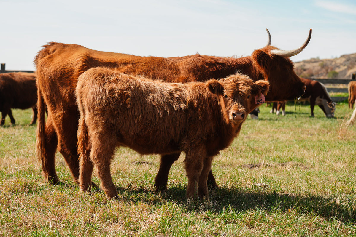 S04 | Registered Heifer Deposit