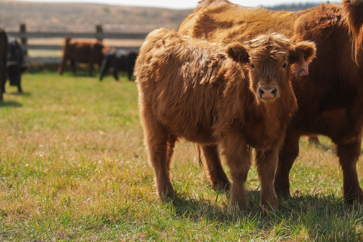 S04 | Registered Heifer Deposit