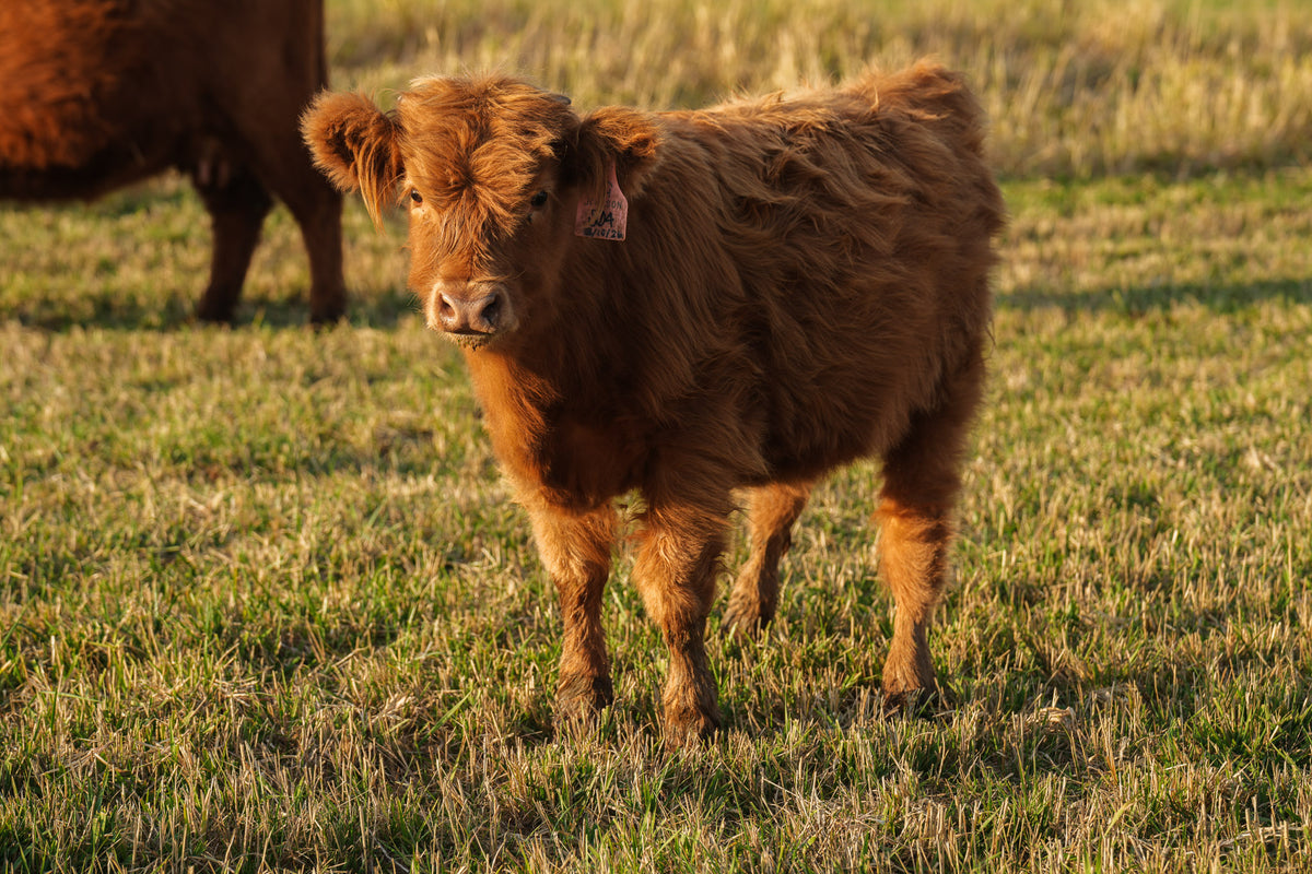 S04 | Registered Heifer Deposit