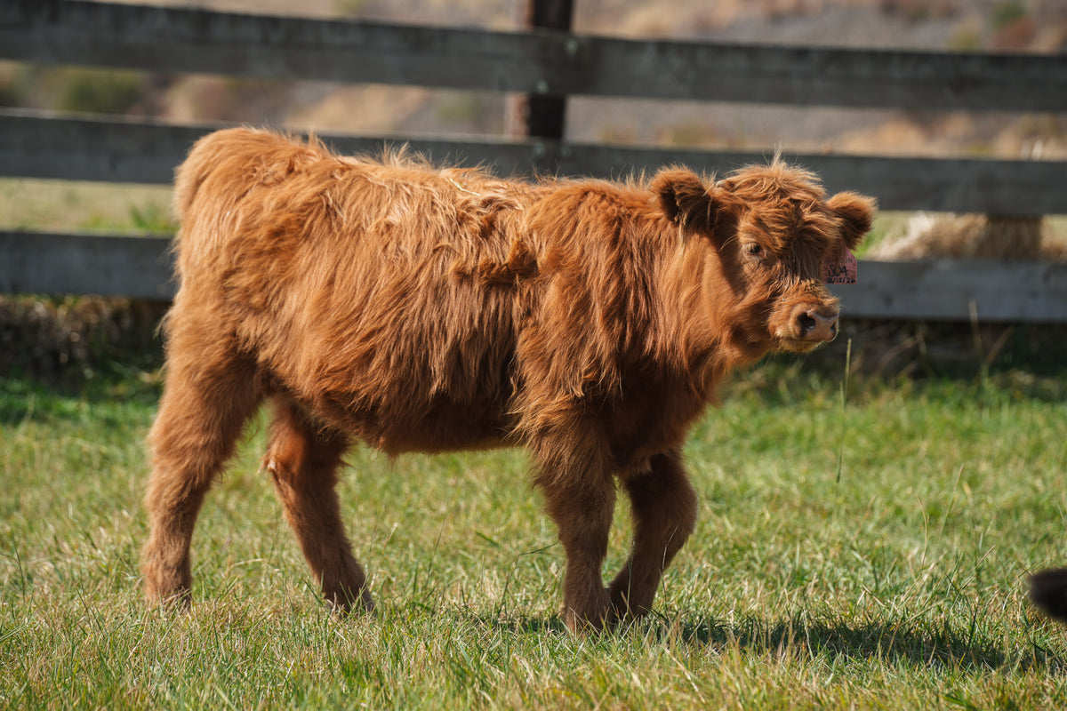 S04 | Registered Heifer Deposit