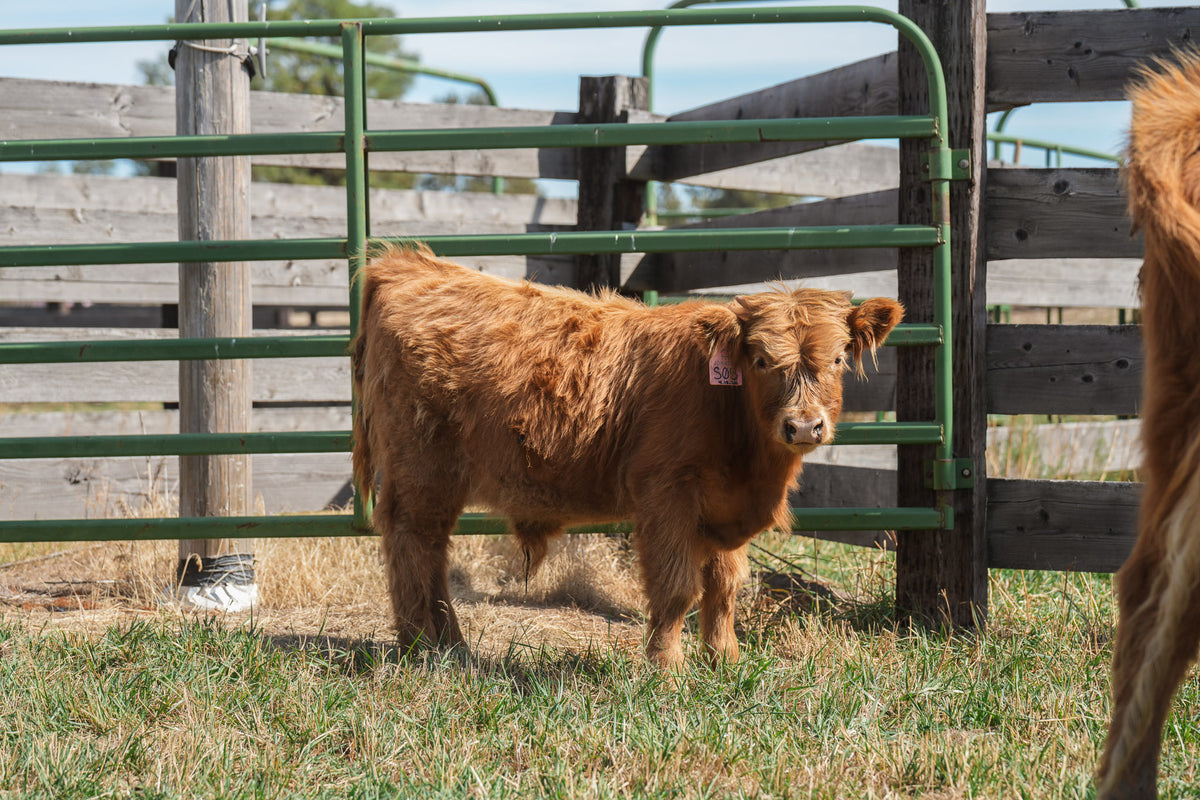 S05 | Registered Bull Deposit