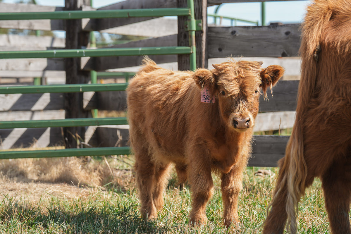 S05 | Registered Bull Deposit