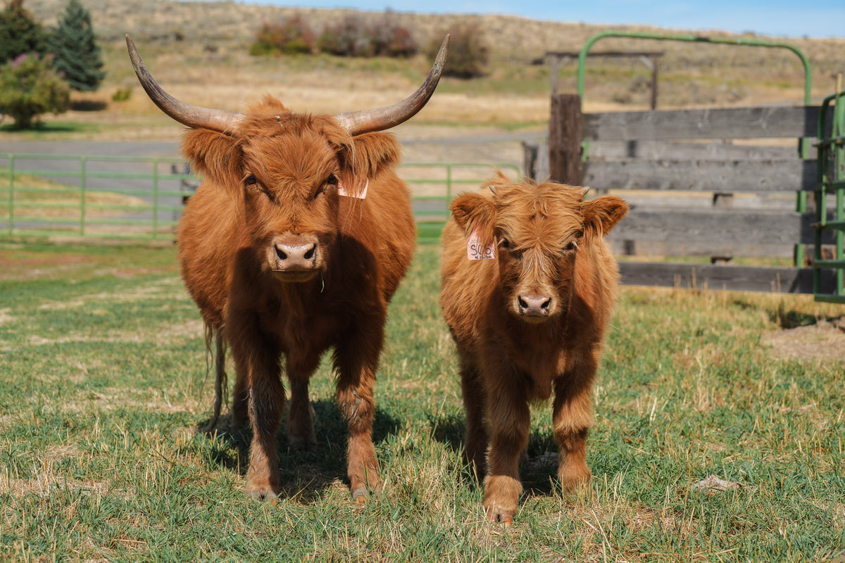S05 | Registered Bull Deposit
