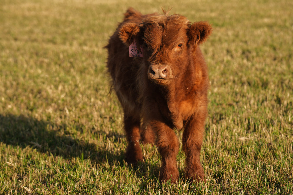 S06 | Registered Bull Deposit