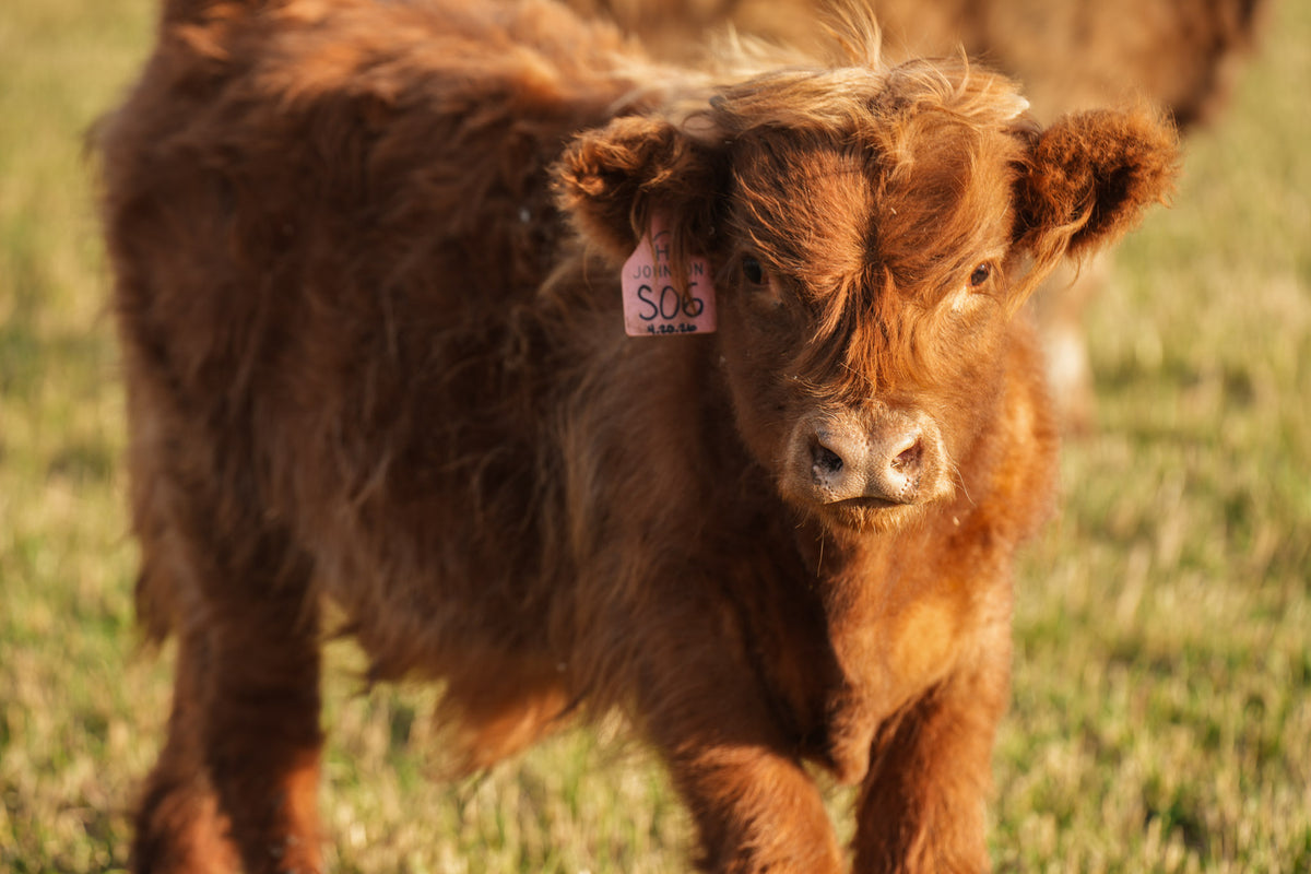 S06 | Registered Bull Deposit