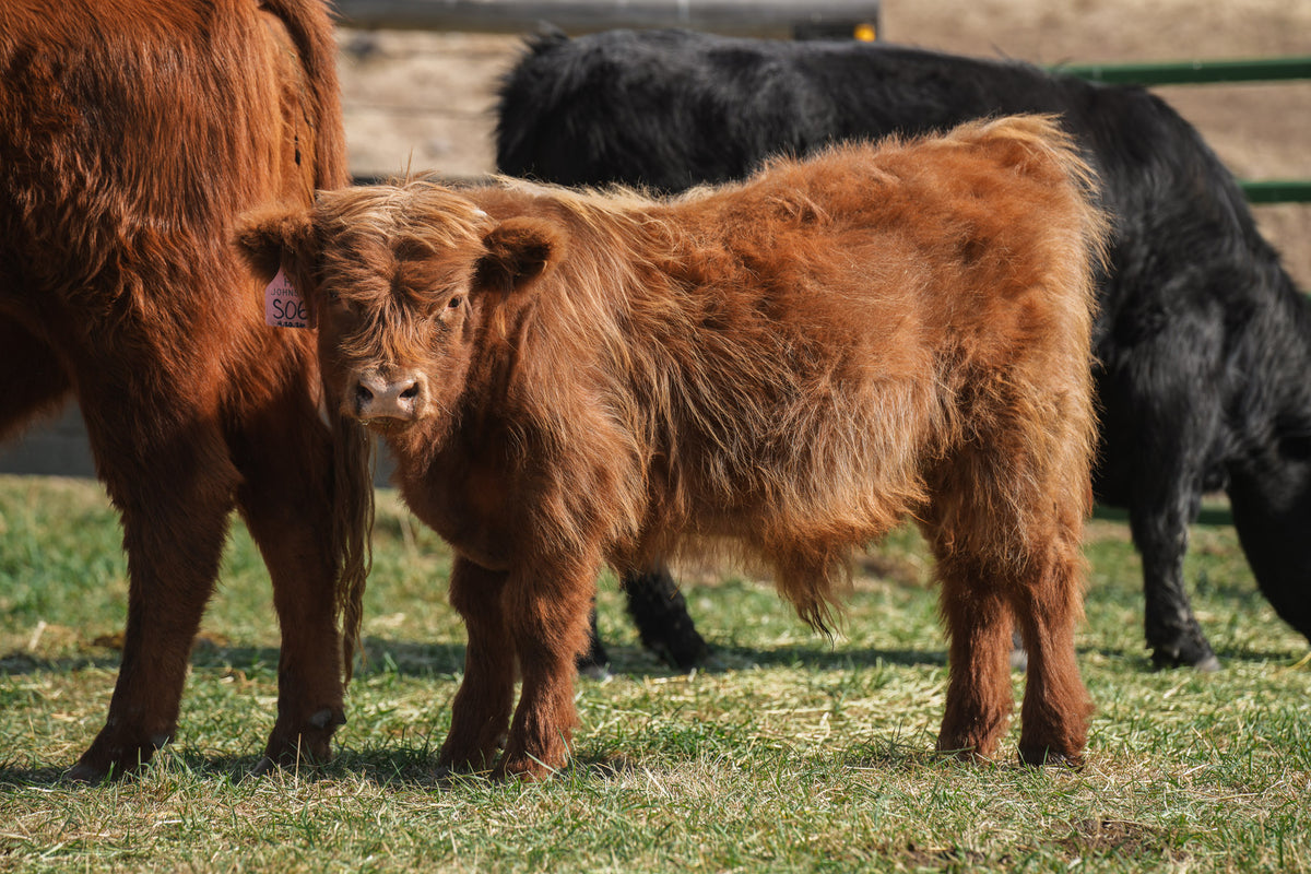 S06 | Registered Bull Deposit