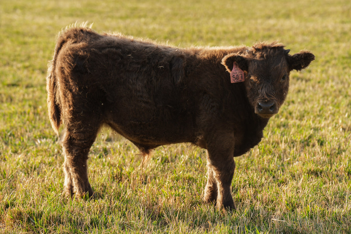 S07 | Registered Bull Deposit