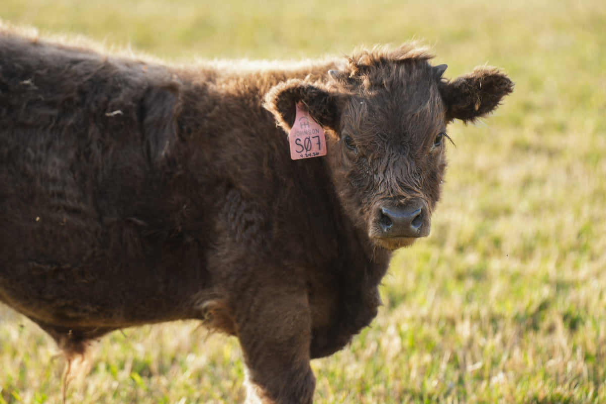 S07 | Registered Bull Deposit