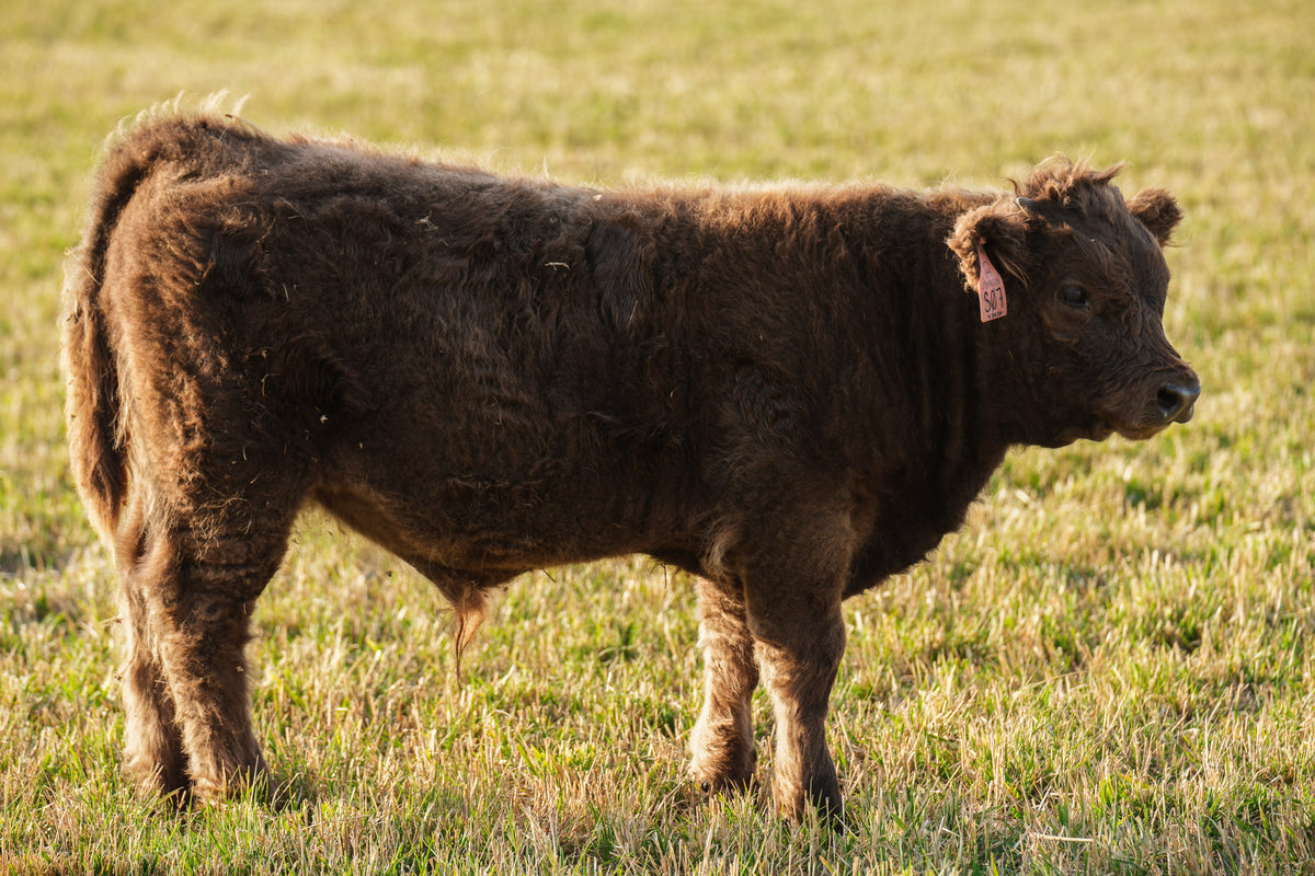 S07 | Registered Bull Deposit