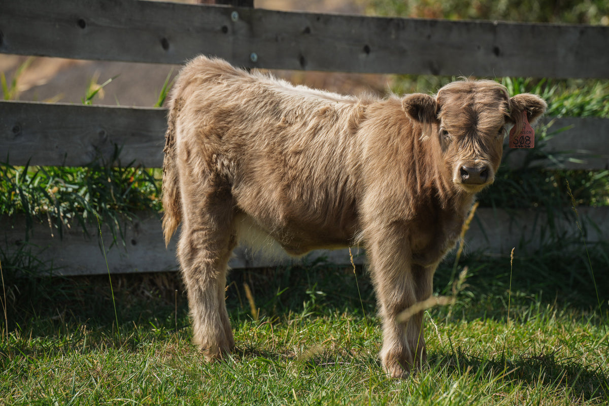 S08 | Registered Heifer Deposit